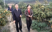 东源县科协调研柑桔示范基地