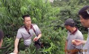 连平县科协邀请专家到上坪桃园开展技术指导