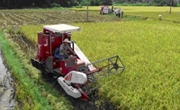 和平县举办夏季水稻机械化收割和插秧演示会