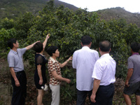 汕尾市陆丰市科协开展2015年荔枝生产技术管理研讨指导活动