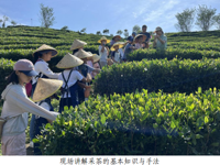 韶关市翁源县举办“和谐亲子共采茶科技友善共传承”科普教育实践暨爱心妈妈关爱服务活动